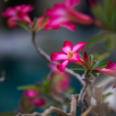La Bella Vita Residence Seminyak Eksteriør bilde